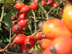 herbstliche Impression mit Hagebutte.JPG